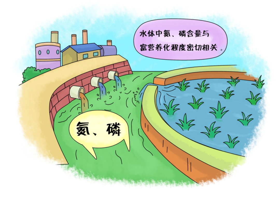 如何減少水體中氮、磷污染的含量